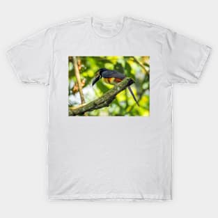 Aracari T-Shirt